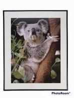 koala fotoprint in lijst 50x40, Ophalen of Verzenden, Zo goed als nieuw