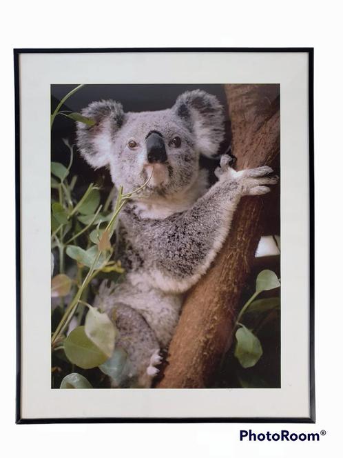 Impression photo koala dans un cadre 50x40, Maison & Meubles, Accessoires pour la Maison | Décorations murale, Comme neuf, Enlèvement ou Envoi