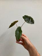 Alocasia Chantrieri, Ophalen
