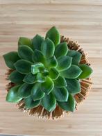 Succulent- Sedeveria, Ophalen