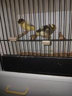 glosters, Dieren en Toebehoren, Vogels | Kanaries, Meerdere dieren, Postuurkanarie