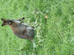 Wallibi kangeroe, Dieren en Toebehoren, Mei