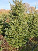 Kerstbomen planten aanplant 2 jarige Abies balsamea, Enlèvement