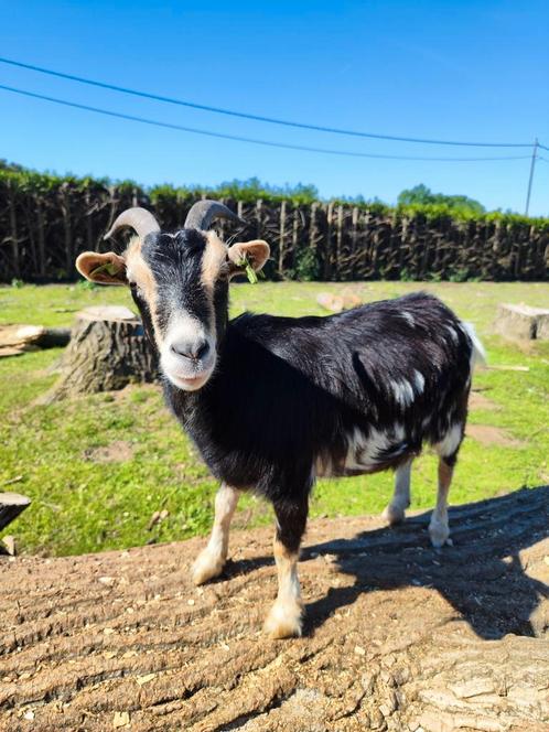 3 dwerggeitjes, Dieren en Toebehoren, Schapen, Geiten en Varkens