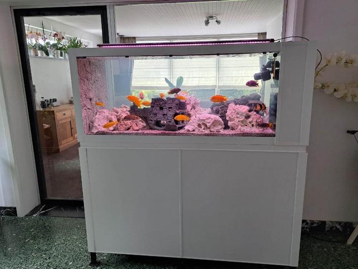 Aquarium, Dieren en Toebehoren, Vissen | Aquaria en Toebehoren, Zo goed als nieuw, Gevuld zoetwateraquarium, Ophalen