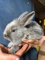Dwergkonijn, Dieren en Toebehoren, Konijnen, Dwerg, 0 tot 2 jaar
