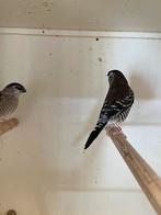 Ceres amandine, Dieren en Toebehoren, Vogels | Overige Vogels