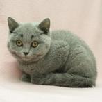 Britse Korthaar (Colorpoint & Blauw) kittens te koop, Poes, Gechipt, 0 tot 2 jaar