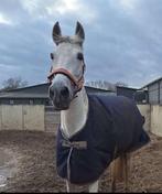✨Lieve Pre merrie te koop✨, Dieren en Toebehoren, Paarden, Minder dan 160 cm, B, 11 jaar of ouder, Recreatiepaard
