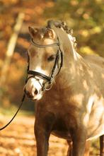 Welsh palomino A pony’s, Dieren en Toebehoren, Pony's, Merrie, Met stamboom, Niet van toepassing, A pony (tot 1.17m)