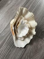 Lot van 3 schelpen, Verzamelen, Ophalen of Verzenden, Schelp(en)