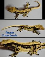 Wimpergekko kweekman, Dieren en Toebehoren