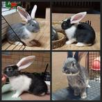 Duitse reus rammetjes te reserveren, Dieren en Toebehoren, Mannelijk, Groot, 0 tot 2 jaar