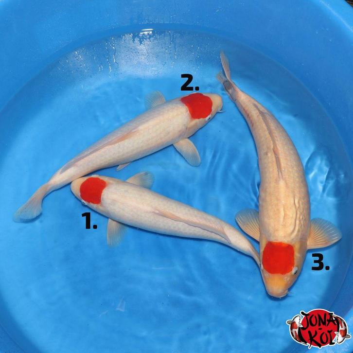 Tancho van Hoshikin, Dieren en Toebehoren, Vissen | Vijvervissen, Karper of Koi