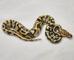 Volwassen Fire Chocolate Spotnose het Cryptic, Dieren en Toebehoren, Reptielen en Amfibieën, Slang, Tam, 3 tot 6 jaar