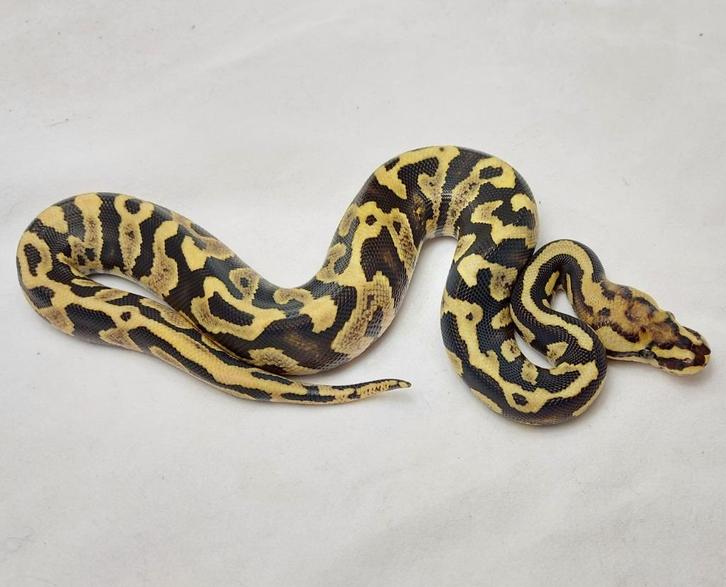 Volwassen Fire Chocolate Spotnose het Cryptic, Dieren en Toebehoren, Reptielen en Amfibieën, Slang, 3 tot 6 jaar, Tam