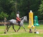 Cruzado -Spaanse merrie, Dieren en Toebehoren, Dressuurpaard, L, 7 tot 10 jaar, 160 tot 165 cm