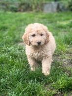 Prachtige cockapoo pupjes zoeken thuis!!️, Dieren en Toebehoren, Honden | Niet-rashonden, België, CDV (hondenziekte), 8 tot 15 weken
