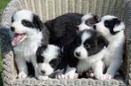 border collie pups geboren op boerderij, België, Particulier, CDV (hondenziekte), 8 tot 15 weken