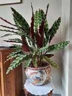 Calathea 70 cm met of zonder cachepot, Huis en Inrichting, Kamerplanten, Ophalen, Overige soorten, In pot, Minder dan 100 cm