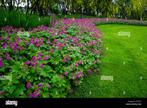 Géranium macrorrhizum 'Czakor', Jardin & Terrasse, Enlèvement ou Envoi