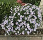 ASTER d'automne - 3 très grands pots, Halfschaduw, Vaste plant, Herfst, Ophalen of Verzenden