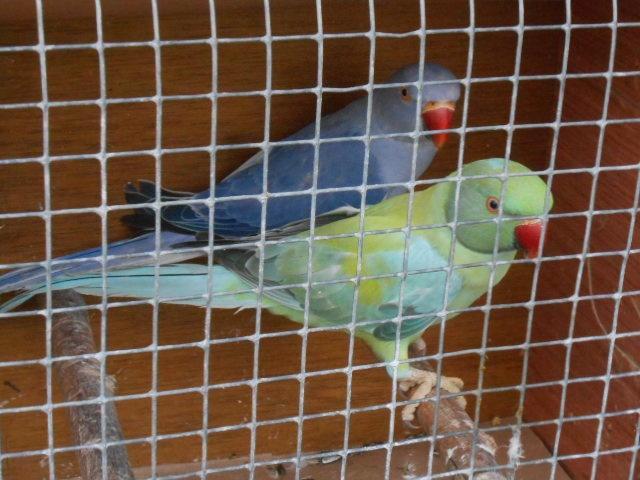 colliers à queue pâle et opaline 2025, Animaux & Accessoires, Oiseaux | Perruches & Perroquets, Perruche, Plusieurs animaux, Bagué