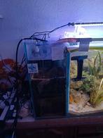 Aquarium de 200L , avec filtre à débordement, Dieren en Toebehoren, Ophalen of Verzenden, Zo goed als nieuw