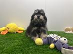 Malti-pom pups, België, 8 tot 15 weken, CDV (hondenziekte), Meerdere