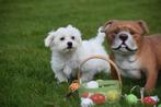Maltezer pups nieuw nestje🌸🐾, Dieren en Toebehoren, Honden | Chihuahua's en Gezelschapshonden, CDV (hondenziekte), Meerdere