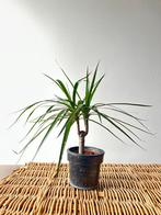 Kamerplant Drakenplant, Ophalen of Verzenden
