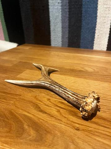 Hertenhout, brokaat, 23 cm, trofee, taxidermie, Ophalen, Nieuw
