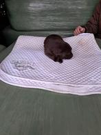 laberador pups, Dieren en Toebehoren, België, Particulier, Reu, CDV (hondenziekte)