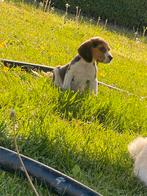Mooie beagle pups, Dieren en Toebehoren, Honden | Niet-rashonden, België, CDV (hondenziekte), 8 tot 15 weken, Meerdere