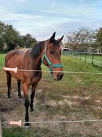 Super braaf paard te koop!, Ophalen