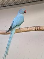 Halsband : blauwe opaline/ wkwst ( POP ), Femelle, Perruche, Bagué