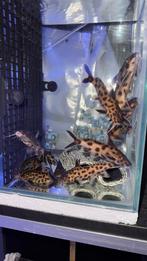 Wildvang Groep Synodontis Polli White, Animaux & Accessoires, Poissons | Poissons d'aquarium, Poisson, Poisson d'eau douce, Banc de poissons