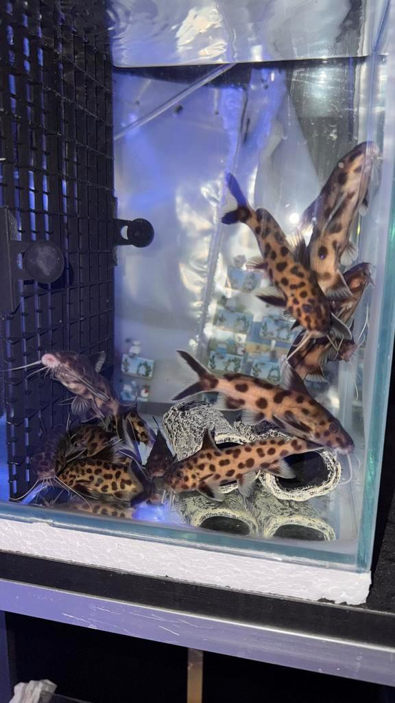 Wildvang Groep Synodontis Polli White, Dieren en Toebehoren, Vissen | Aquariumvissen, Zoetwatervis, Vis, Schoolvis