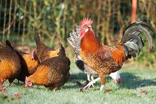 3 Goudbrakel-hennen, Dieren en Toebehoren, Pluimvee | Toebehoren, Ophalen