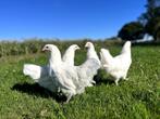 Jonge tamme Australorp groot wit kippen gesekst en ingeënt, Dieren en Toebehoren, Pluimvee, Vrouwelijk, Kip