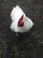 Haan poule de bresse, Mannelijk, Kip