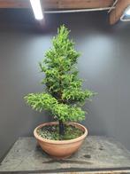 Cryptomeria Bonsai startplant, Tuin en Terras, Lente, Minder dan 100 cm, Volle zon, In pot