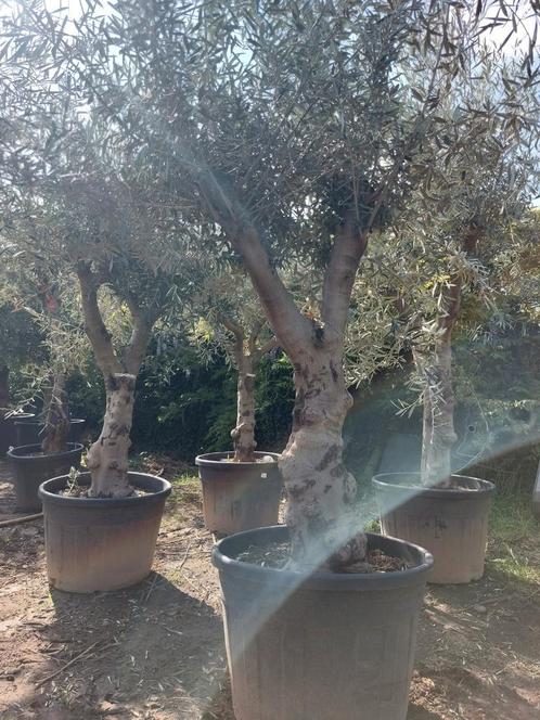 Prachtige vertakte olijfbomen promo 220€, Tuin en Terras, Planten | Bomen, Ophalen