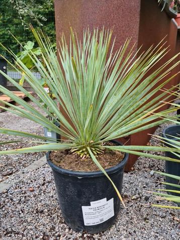 Yucca Rostrata - palmlelie  beschikbaar voor biedingen