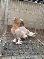 Super takla limon şekeri, Dieren en Toebehoren
