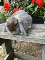 Knuffelkonijntje/nederlandse dwerghangoor, Dieren en Toebehoren, Konijnen, Mannelijk, Dwerg, Hangoor, 0 tot 2 jaar