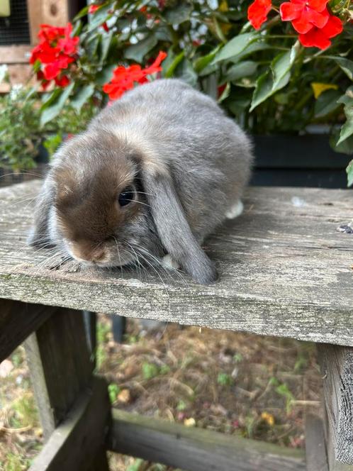 Knuffelkonijntje/nederlandse dwerghangoor, Dieren en Toebehoren, Konijnen, Dwerg, Mannelijk, 0 tot 2 jaar, Hangoor