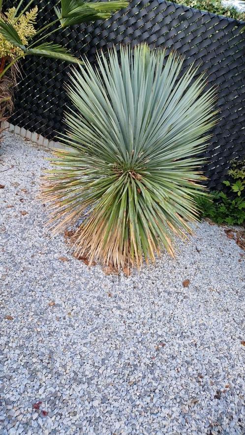 Yucca rostrata, Tuin en Terras, Planten | Tuinplanten, Ophalen
