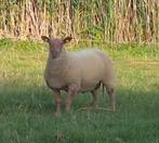 Rouge de l'ouest dekram, Dieren en Toebehoren, Mannelijk, Schaap, 0 tot 2 jaar