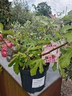 Vijgenboom Ficus Carica 'Miss Figgy', Tuin en Terras, Ophalen, Halfschaduw